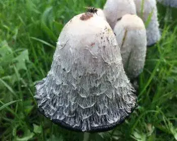 Schopf-Tintling - Coprinus comatus
