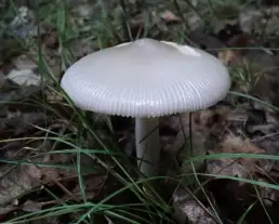 Szürke selyemgomba