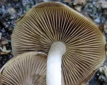 Brauner Faserling - Psathyrella piluliformis