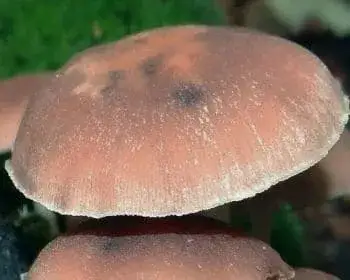 Brauner Faserling - Psathyrella piluliformis