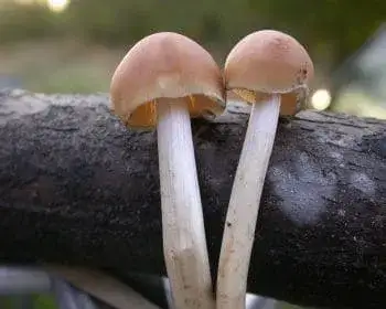 Brauner Faserling - Psathyrella piluliformis