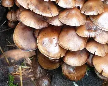 Brauner Faserling - Psathyrella piluliformis