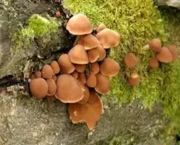 Barna porhanyósgomba