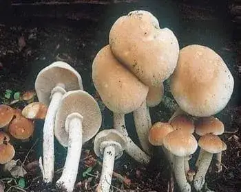 Déli tőkegomba - Agrocybe cylindracea