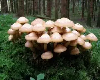 Ízletes tőkegomba - Kuehneromyces mutabilis