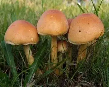Brick Cap - Hypholoma lateritium