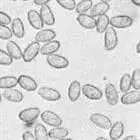 mushroom spore image