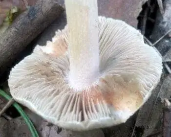 Deadly Fibrecap - Inocybe erubescens