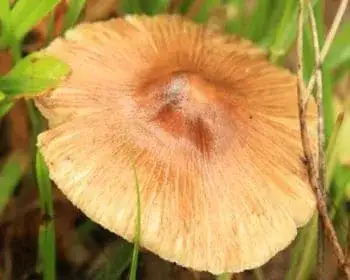 Deadly Fibrecap - Inocybe erubescens