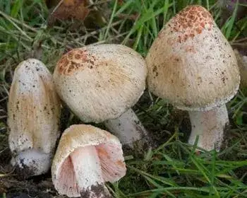Deadly Fibrecap - Inocybe erubescens