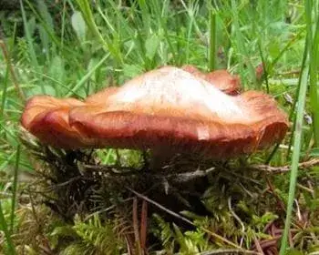 Deadly Fibrecap - Inocybe erubescens