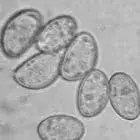 mushroom spore image