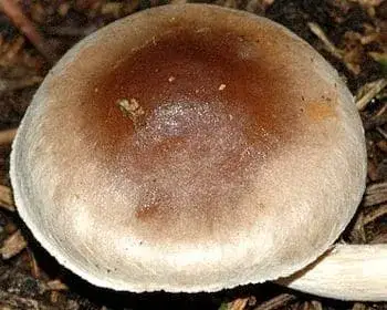 Dunkelfüßiger Träuschling - Hebeloma mesophaeum
