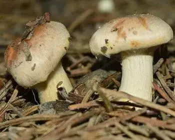 Dunkelfüßiger Träuschling - Hebeloma mesophaeum