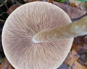 Bitter Poisonpie