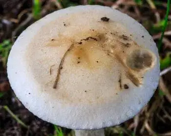 Bitter Poisonpie
