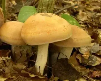 Bitter Poisonpie