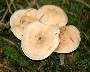 Bitter Poisonpie