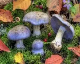 Kék pókhálósgomba
