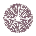 mushroom spore color