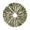mushroom spore color