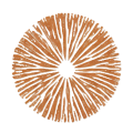 gomba spóra színe